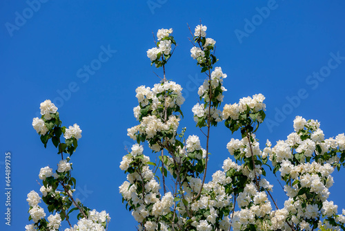 Selective focus of white flower under blu sky, Mock oranges with green leaves in the garden, Philadelphus virginal is a species of flowering plant in the family Hydrangeaceae, Nature floral background
