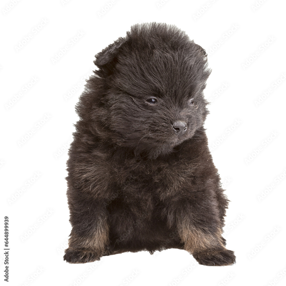 Obraz premium Portrait of pomeranian spitz