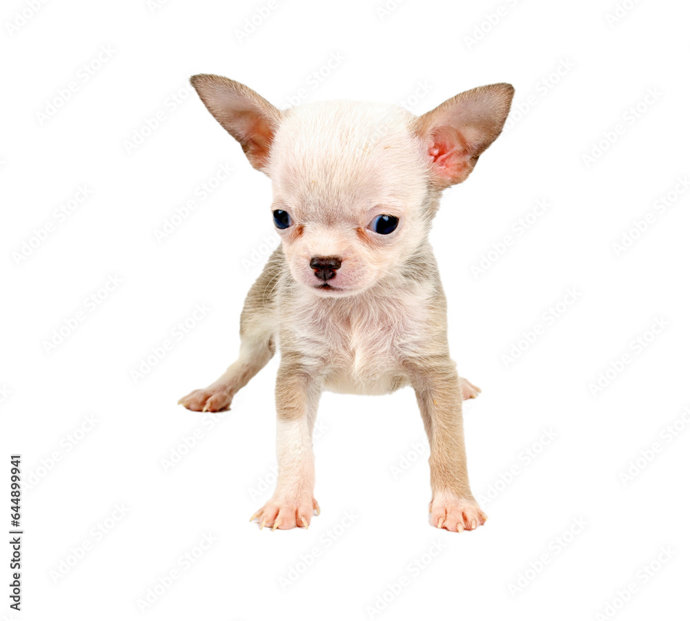 Funny puppy Chihuahua poses