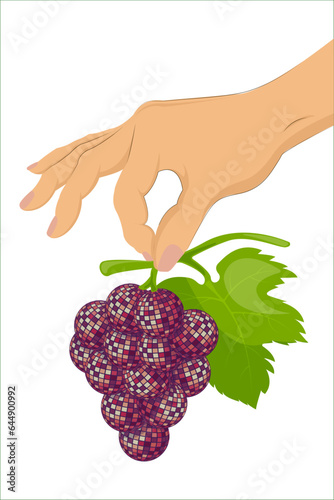 Vector illustration of juicy ripe grapes in hand. Isolated vector illustration. Retro style for posters, cards, t-shirt design, stickers, textiles. Y2K. Vector illustration