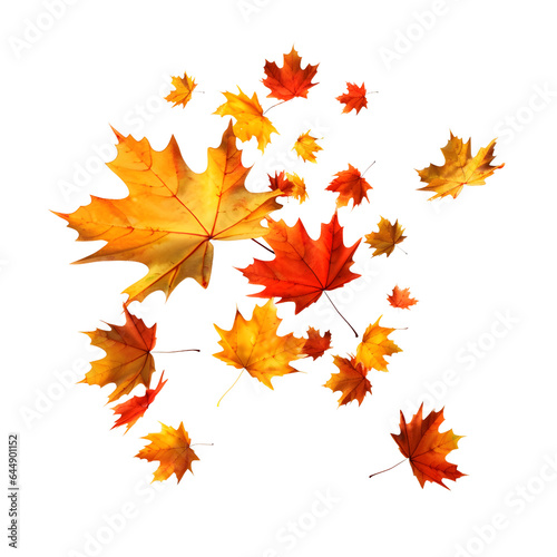 maple leaves isolated on transparent background