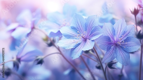 close-up of purple flowers, many blue flowers, background banner texture with flowers © DZMITRY