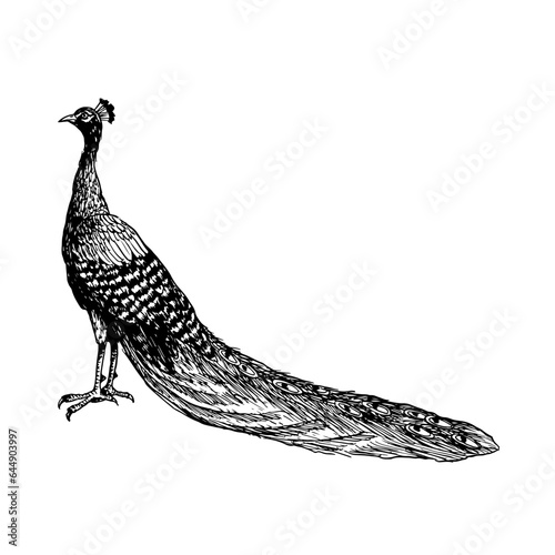 Black and white peacock bird with long tail vector graphic illustration. Tropical nature realistic detailed ink clipart