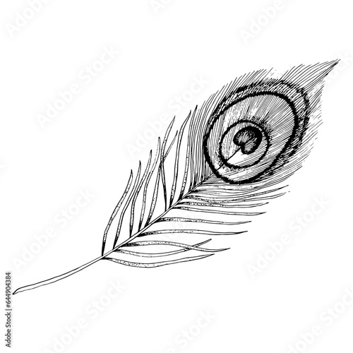 Vector peacock feather hand drawn ink graphic illustration in black and white