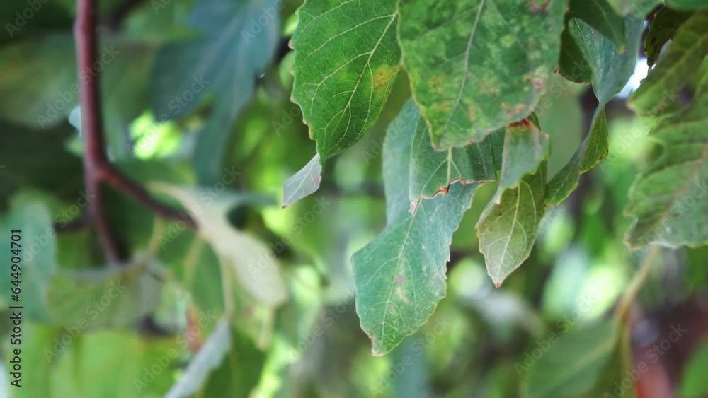 rain drops on the leaves