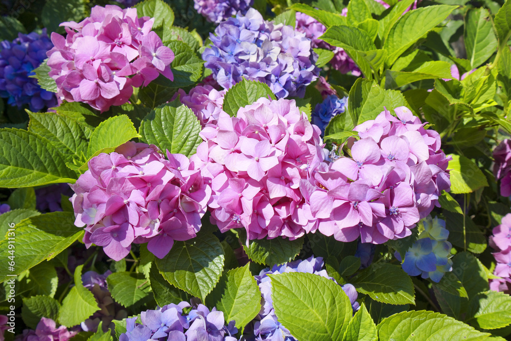 Close up view of violet hydrangea flower bloom Close up view of violet hydrangea flower bloom