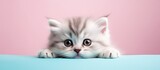 Lonely kitten on a isolated pastel background Copy space