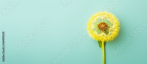 Isolated green dandelion flower against isolated pastel background Copy space represents spring summer Taraxacum officinale a common perennial herb