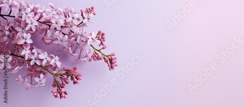 Lilac on isolated pastel background Copy space