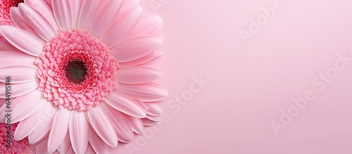 Close up photo of a pink gerbera flower against a isolated pastel background Copy space