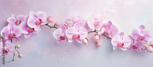 Indoor orchid isolated pastel background Copy space