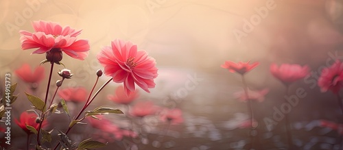 An angel close up of a gorgeous red and pink flower in the garden at dusk isolated pastel background Copy space