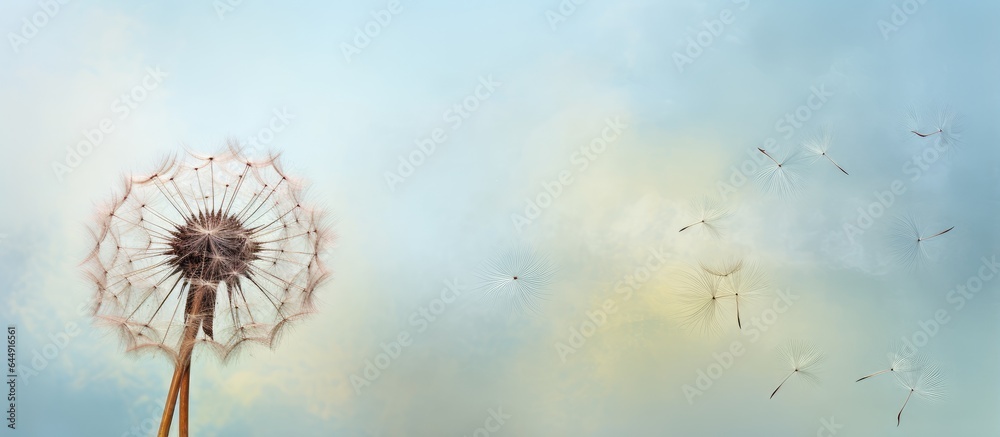 Naklejka premium Aged dandelion alone on isolated pastel background Copy space