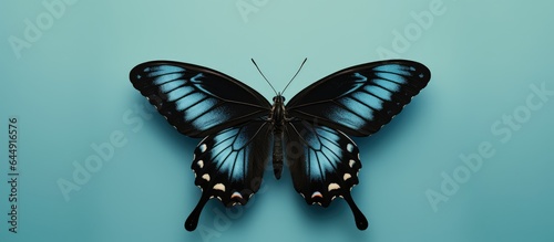 Black archduke butterfly on a isolated pastel background Copy space photo