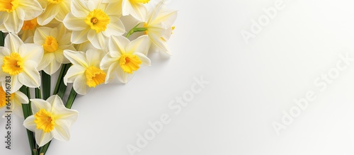 Daffodils on isolated pastel background Copy space