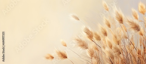 Arrangement made with dried pampas grass isolated pastel background Copy space