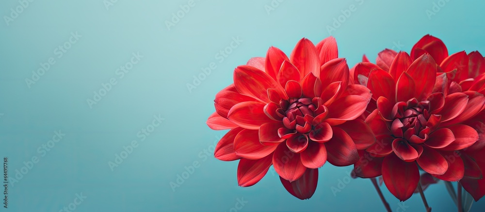Vibrant succulent blossom isolated pastel background Copy space