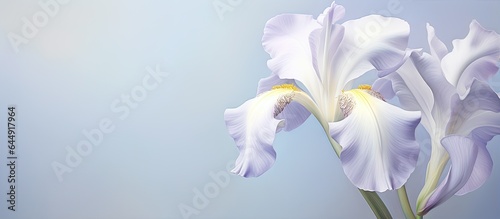 Beautiful white iris flower in a isolated pastel background Copy space close up