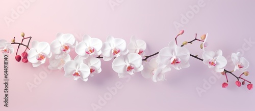 The orchid has a natural birth isolated pastel background Copy space