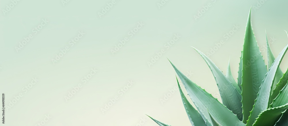 fresh aloe leaf isolated pastel background Copy space fresh aloe leaf isolated pastel background Copy space