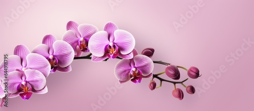 Pink phalaenopsis orchid branch on a isolated pastel background Copy space