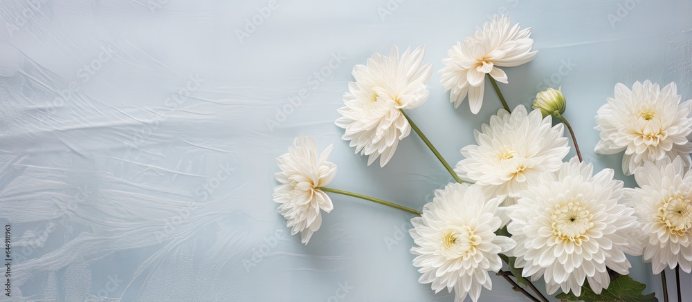 Obraz premium White chrysanthemum in vase on lace cloth with soft window light in the background Ideal for weddings and romantic themes Ample room for letter wallpaper isolated pastel background Copy space