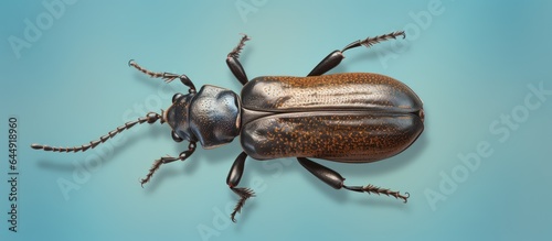 Melanterius compactus a seedfeeding true weevil beetle with development stages isolated on a isolated pastel background Copy space photo