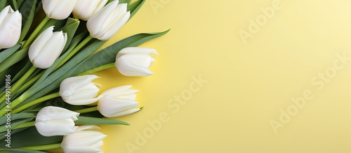 White and yellow tulips in a bouquet Postcard isolated pastel background Copy space
