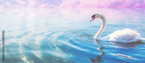 Fototapeta Naklejka Na Ścianę i Meble -  solitary swan in spring pond isolated pastel background Copy space