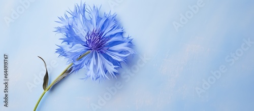Cornflower on a isolated pastel background Copy space
