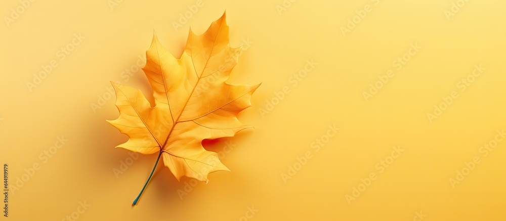 Lonely yellow leaf in a isolated pastel background Copy space during autumn Lonely yellow leaf in a isolated pastel background Copy space during autumn