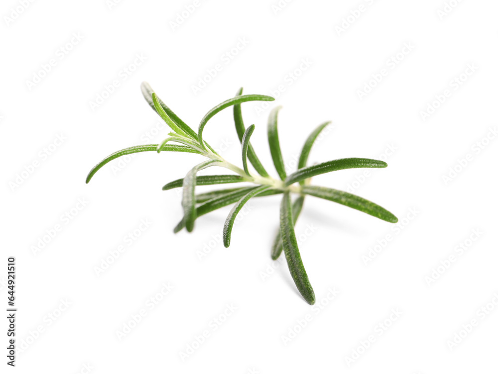 Obraz premium Sprig of fresh rosemary isolated on white