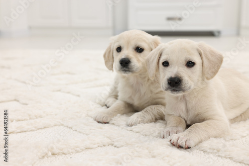 Cute little puppies on white carpet indoors. Space for text