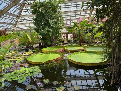 Pond with Queen Victoria water lilies in botanical garden