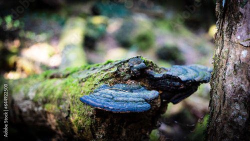 japanese death forest in aokigahara with growing fungi