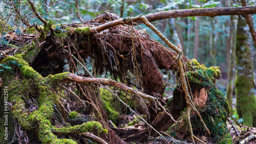 japanese death forest aokigahara in green