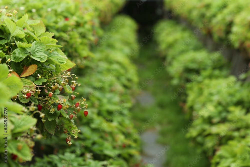 Wild strawberry bushes with berries growing on farm, space for text Wild strawberry bushes with berries growing on farm, space for text