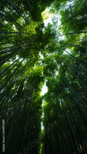 japanese bamboo forest in green portrait