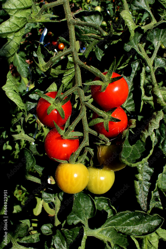 Bunch of ripe cherry tomatoes on a twig