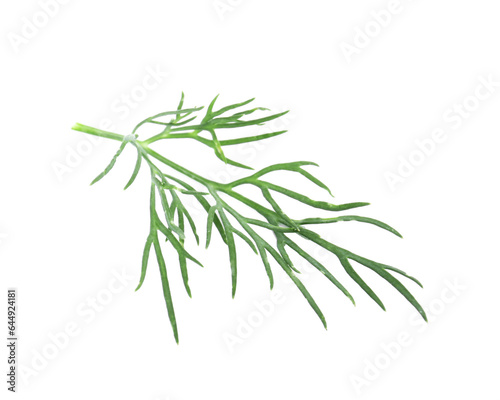 One sprig of fresh dill isolated on white