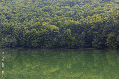 evergreen forest on the edge of lake © aerogondo