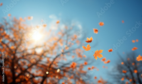 Falling autumn leaves in colorful sky.Beautiful autumn landscape with yellow trees and sun. Colorful foliage in the park. Falling leaves natural background .Autumn season concept copy space
