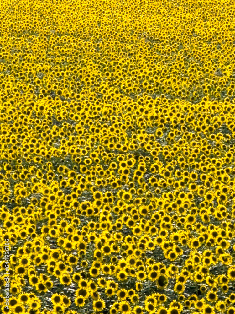 Sunflower field Sunflower natural background. Sunflower blooming Sunflower field Sunflower natural background. Sunflower blooming
