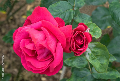 Rosier  Rose  Passion 