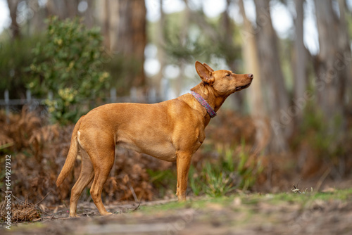 walking a dog on a path in the forest in the bush. tan kelpie in a park in australia in spring