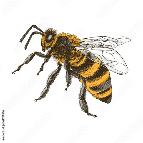 Obraz na płótnie Colorful hand drawn honey bee illustration