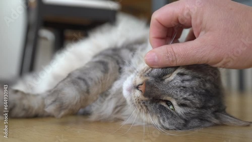 Fluffy domestic cat lies on parquet floor purring
