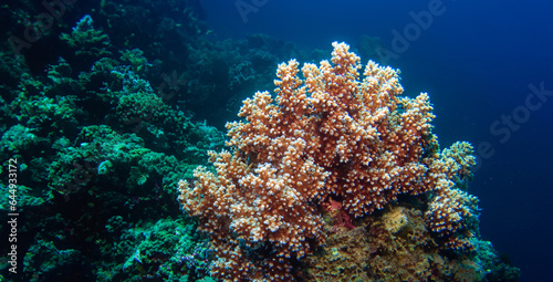 coral underwater sea underwater ecosystem