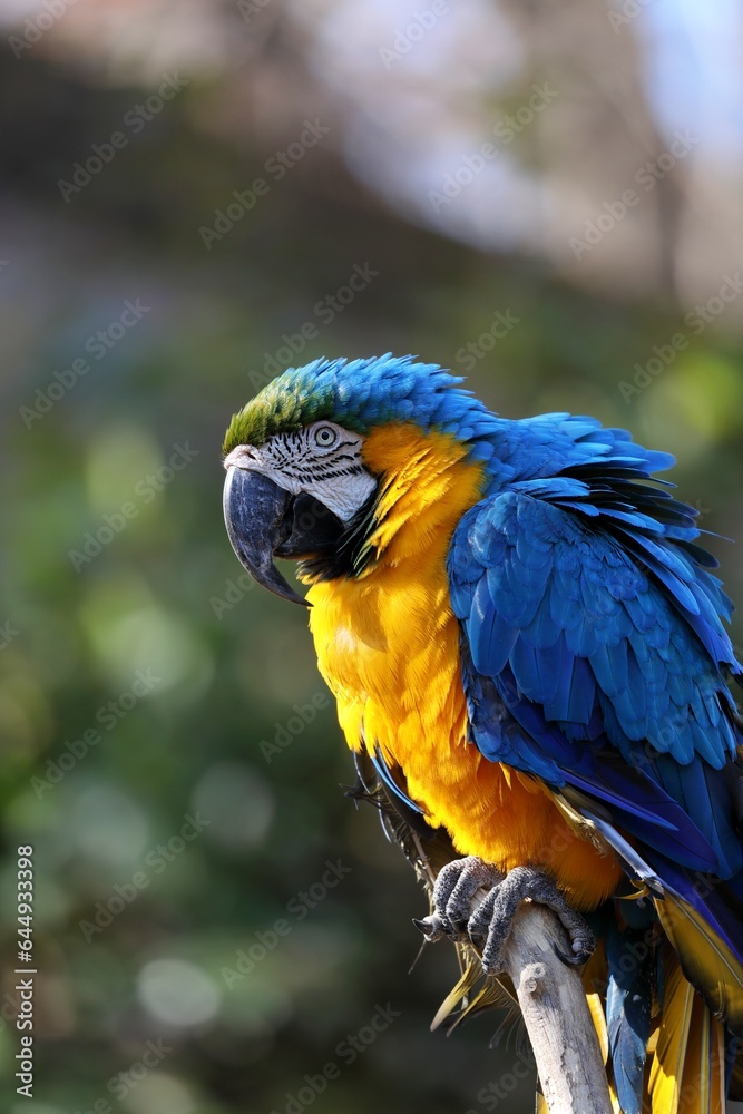 Obraz premium 横を向いたルリコンゴウインコ