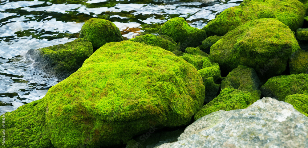 Moss on waterside rock Moss garden Asian forest Natural green moss